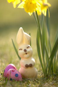Ostern Hase Osterglocke Ei Foto epd-291271200-3011